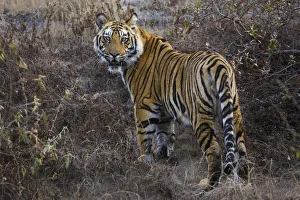 Endangered Prints: Tiger, Bandhavgarh National Park, India