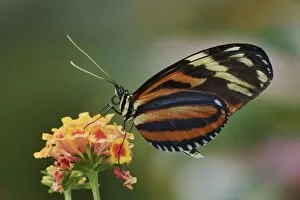 Images Dated 25th July 2004: Tiger butterfly