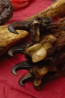 Bone Prints: Tiger leg bones and feet with claws together herbal medicine being sold by Tibetans