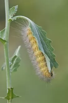 Images Dated 26th June 2006: Tiger Moth, Arctiidae, Caterpillar on Golden Crownbeard (Verbesina encelioides), Willacy County