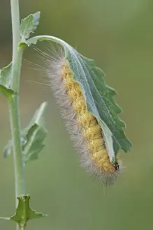 Farm Land Prints: Tiger Moth, Arctiidae, Caterpillar on Golden Crownbeard (Verbesina encelioides)