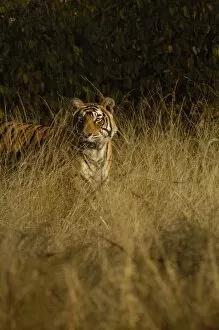 Images Dated 27th October 2006: Tiger (Panthera tigris) 3 1 / 2 year old male. Ranthambhore National Park. Rajasthan