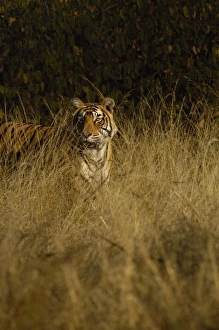 Images Dated 27th October 2006: Tiger (Panthera tigris) 3 1 / 2 year old male. Ranthambhore National Park. Rajasthan