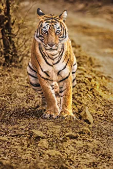 Tiger Prints: Tiger, Ranthambhore Tiger Refuge