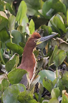 Wading Bird Prints: Tiger rufescent heron