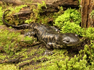 Images Dated 27th June 2024: Tiger salamander, South Carolina, Usa