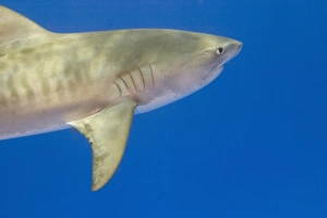 Gill Prints: Tiger Shark (Galeocerda cuvier), Northern Bahamas