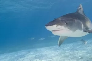 Tiger Sharks (Galeocerdo cuvier) Northern Bahamas (RF)