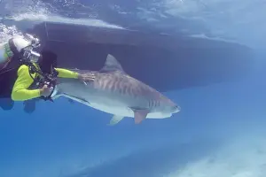 Images Dated 6th April 2004: Tiger Sharks (Galeocerdo cuvier) Northern Bahamas M. R. Diver