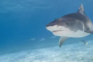 Under Water Prints: Tiger Sharks (Galeocerdo cuvier) Northern Bahamas (RF)