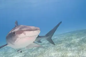 Images Dated 7th April 2004: Tiger Sharks (Galeocerdo cuvier) Northern Bahamas (RF)