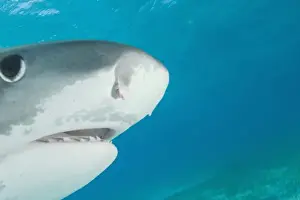 Images Dated 6th April 2004: Tiger Sharks (Galeocerdo cuvier) Northern Bahamas (RF)