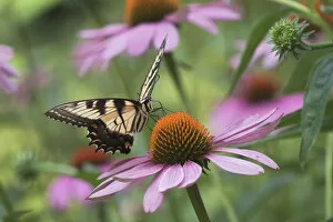 Images Dated 24th June 2004: Tiger Swallowtail butterfly on purple coneflower, Pterourus glaucus, Kentucky