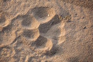 Creature Prints: Tiger track, Bandhavgarh National Park, India
