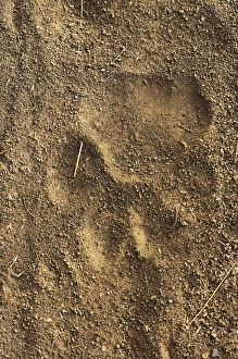 Ground Prints: Tiger tracks in sand, Ranthambore National Park, Rajasthan, India