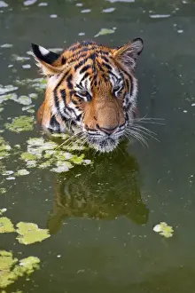 Images Dated 12th December 2009: Tigers playing in water, Indochinese tiger or Corbetts tiger (Panthera tigris corbetti)