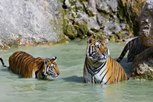 Images Dated 9th December 2009: Tigers in water, Indochinese tiger or Corbetts tiger (Panthera tigris corbetti)