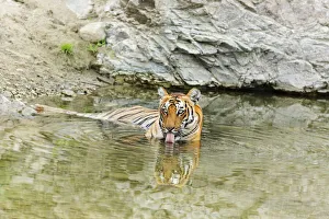 Tigress in the backwaters of Ramganga River. Corbett National Park, India Tigress in the backwaters of Ramganga River. Corbett National Park, India