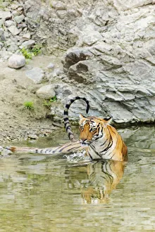 Images Dated 29th September 2019: Tigress in the backwaters of Ramganga River. Corbett National Park, India