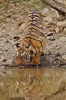 Tadoba National Park Prints: Tigress, drinking at the waterhole, Tadoba Andheri Tiger Reserve, India
