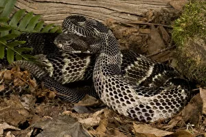 Timber Rattlesnake, Crotalis horridus, coiled and ready to strike. NE USA, Controlled