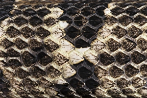 Viper Prints: Timber Rattlesnake (Crotalus horridus) scale detail, CAPTIVE, Northern Georgia. USA