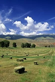 Timothy hay bales near Dubois, Wyoming