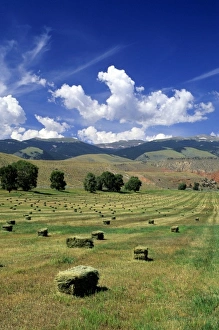 Images Dated 10th May 2007: Timothy hay bales near Dubois, Wyoming