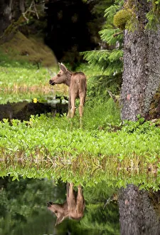 Glacier Bay Prints: Tiny moose calf waits for its mother at a rainforest pond at Bartlett Cove, Glacier Bay