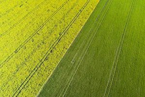 Mid Canterbury Prints: Tire tracks in yellow rapeseed field, near Methven, Mid Canterbury, South Island