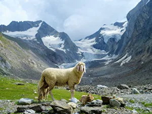 Prints of Tiroler Bergschaf (also called Pecora Alina Tirolese) on its mountain pasture (Shieling) in the Otztal Alps (Obergurgl, Hohe Mut, Gaisbergtal). Austria, Tyrol Images Dated 2022 May: Tiroler Bergschaf (also called Pecora Alina Tirolese) on its mountain pasture (Shieling) in the Otztal Alps (Obergurgl)