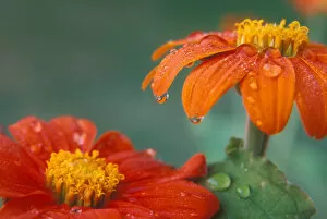 Images Dated 25th August 2005: Tithonia (Mexican Sunflower) blossoms with water droplets
