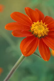 Images Dated 25th August 2005: Tithonia (Mexican Sunflower) blossoms with water droplets