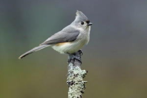 Kentucky Prints: Titmouse, Paridae, Kentucky