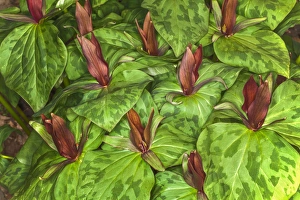 Images Dated 2nd April 2011: Toadshade Trillium, Trillium sessile Kentucky
