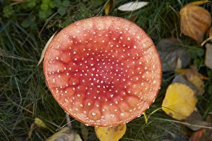 Fungi Gallery: Toadstool near Twizel, Mackenzie District, South Canterbury, South Island, New Zealand