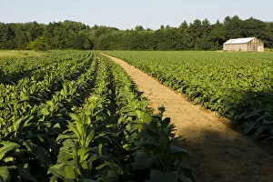 A tobacco field in Hadley, Massachusetts