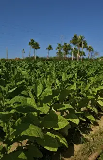 Tobacco Prints: Tobacco fields in Cuba in the Las Barrigonas region of Pinar del Rio with rows of