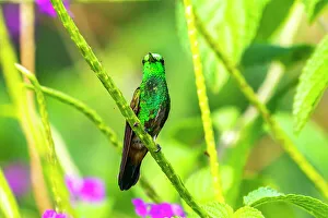 Images Dated 23rd January 2023: Tobago. Copper-rumped hummingbird on limb