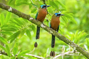 Couple Prints: Tobago, Main Ridge Reserve. Pair of motmot birds on limb