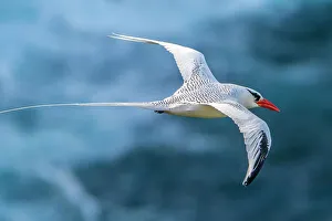 Images Dated 23rd January 2023: Tobago. Red-billed tropicbird in flight