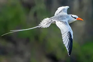 Images Dated 23rd January 2023: Tobago. Red-billed tropicbird in flight