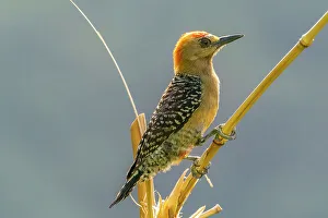 Images Dated 23rd January 2023: Tobago. Red-crowned woodpecker on limb