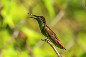 Images Dated 23rd January 2023: Tobago. Ruby topaz hummingbird on limb
