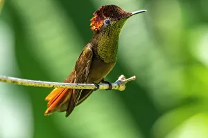 Images Dated 23rd January 2023: Tobago. Ruby topaz hummingbird on limb