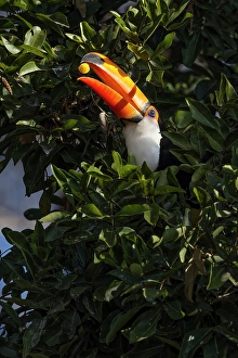 Mato Grosso Prints: Toco toucan, Mato Grosso, Pantanal, Brazil