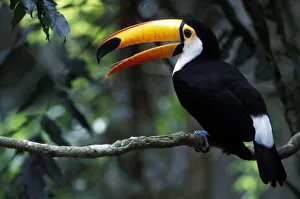 Iguazu Fall Prints: Toco Toucan (Ramphastos
