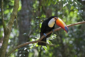 Images Dated 27th January 2010: Toco Toucan (Ramphastos toco), Brazil. Is the largest and probably the best known