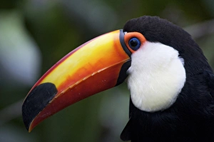 Andres Morya Prints: Toco Toucan (Ramphastos toco), Brazil. Is the largest and probably the best known