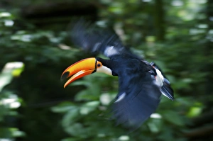 Blur Prints: Toco Toucan (Ramphastos toco) flying through the rainforest, Brazil. Is the largest